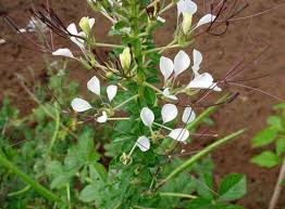 Cây mần ri trị gan nhiễm mỡ, thoát vị đĩa đệm