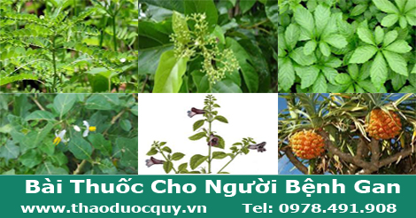 Bài Thuốc Cho Người Bệnh Gan