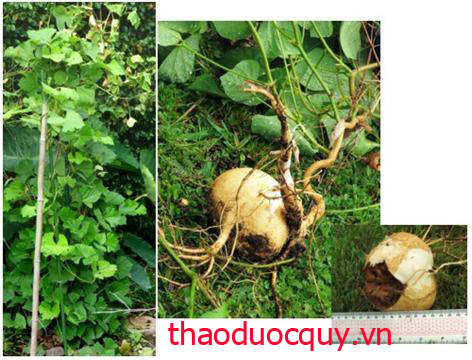 Cây Chẹo
