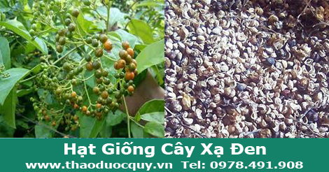 Hạt Giống Cây Xạ Đen
