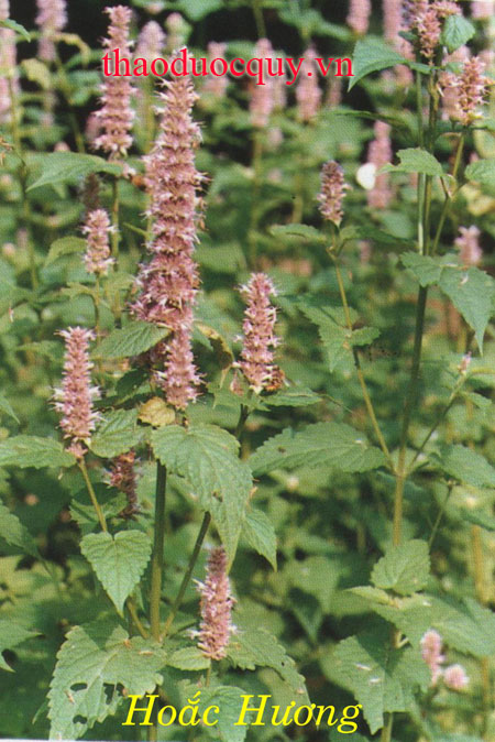 Thanh Kinh Bạc Hà