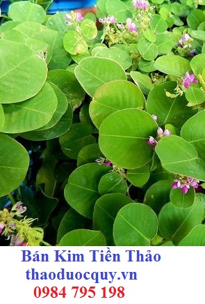 Biến Địa Hương