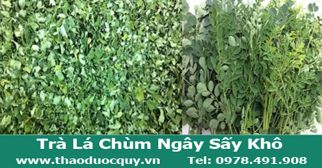 Trà lá Chùm Ngây MORINGA