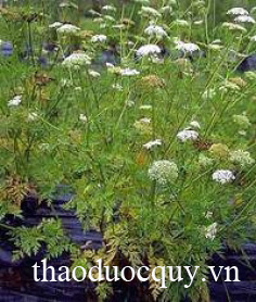 Cây Xà Sàng