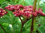 Gối hạc - chữa viêm - tràn dịch khớp gối