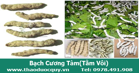 Bạch cương tàm, bạch cương tằm, tằm vôi