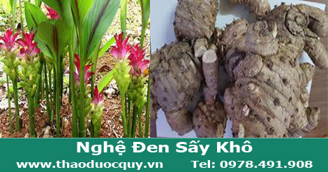 h&igrave;nh ảnh c&acirc;y v&agrave; củ nghệ đen sấy kh&ocirc;